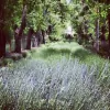 Metrofolia Landscaping