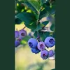 Hima Nursery