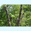 Mead Tree & Turf Care