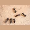 Green Pest Solutions