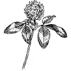 Cloverdale Nursery