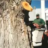All Pro Tree & Landscaping Service