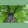 Chico's Tree Land