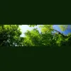 Joe's Tree Service