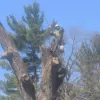 Piece It Out Tree Service