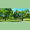 Tree Services Annapolis