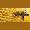 Tropical Apiaries