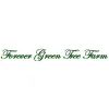 Forever Green Tree Farm