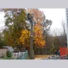 Jo&ru Tree Service