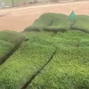 A & N Sod Supply