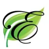 Executive Green Carpet Cleaning