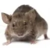 Lockout Pest Control