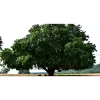 David D. Hunter, Consulting Arborist