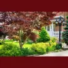 Homestead Trees
