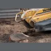 McDonough Tree Removal
