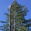 Serrano's Expert Tree Service