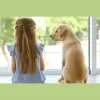 High Shine Window Cleaning