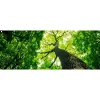 D & L Tree Service