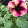 Superior Lawn & Garden