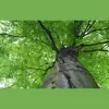 Ted's Tree Service