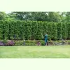 A Zarcos Professional Tree Service