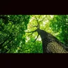 Traditional Tree Services