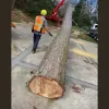 Arbortech Of Anderson