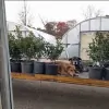 Crawford Nursery