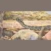 Animal Removal & Prevention
