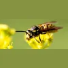 Bee Busters