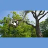 Cesar's Tree Service
