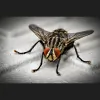 Travis Pest Control