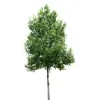 Duncan Brooks Arborist