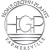 Home Grown Plants