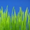 Green Grass Outdoor Service