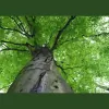 Larry's Tree Care