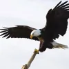 Eagle Plumbing and Heating
