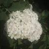 Dutch's Greenhouse