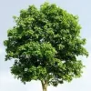 T & T Tree Service