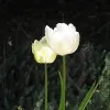 Outdoor Appearance