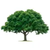 Chapmans Expert Tree Service