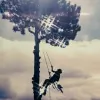 Page's Professional Tree Service