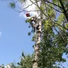 My Tree Climber
