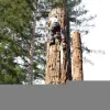 Sunderland Tree Service
