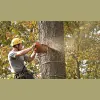 Daugherty Tree Service