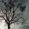 Hardwood Tree Services