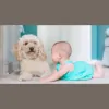 Rozelle Carpet Care