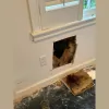 Budget Bee Control