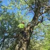 Fox Valley Tree Care
