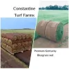Constantine Turf Farm